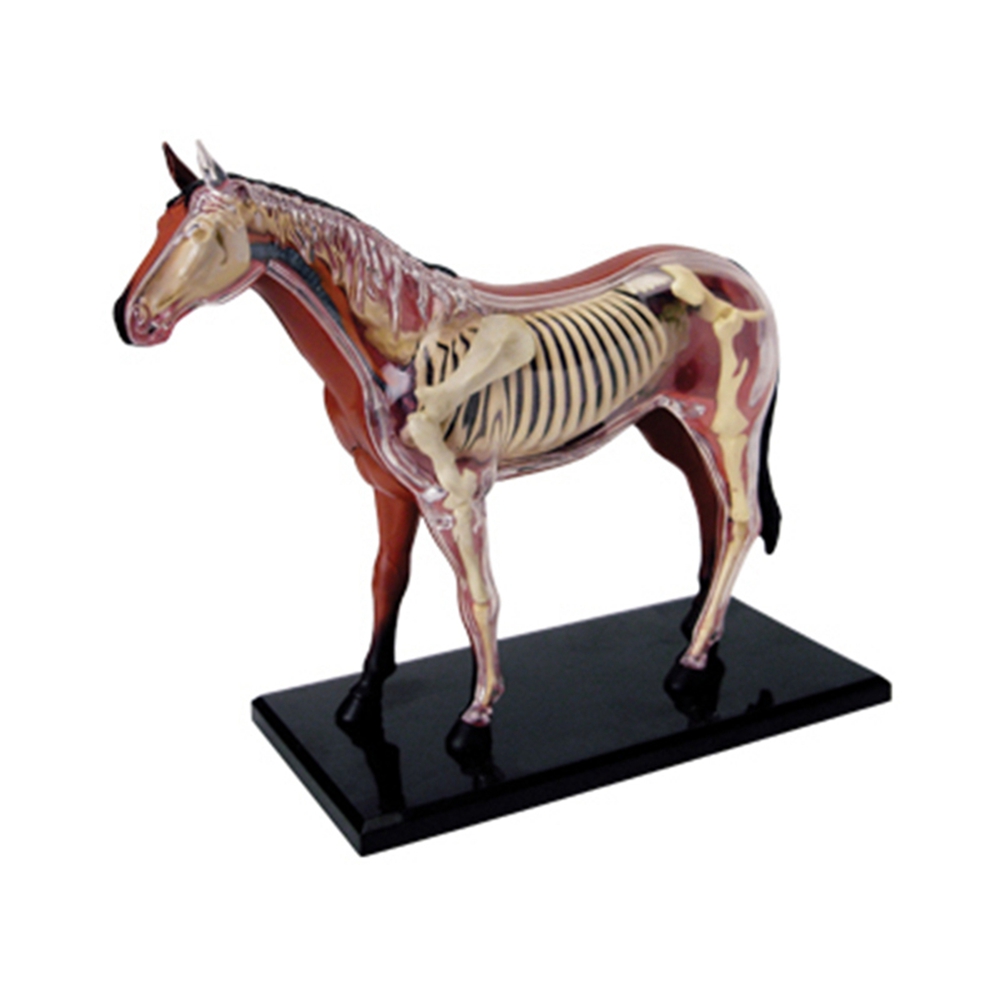 Science Toys - 동물 장기 해부학 모델, 4D 말