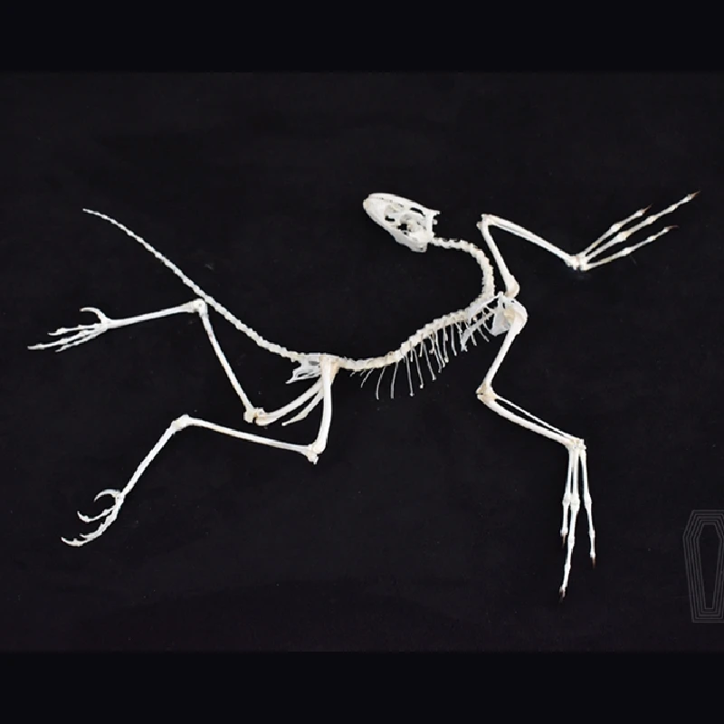 2120 아키포터릭스 화석 예술 벽 장식 뼈 복제품 레 - Fossil Replica Display 리뷰 및 가격