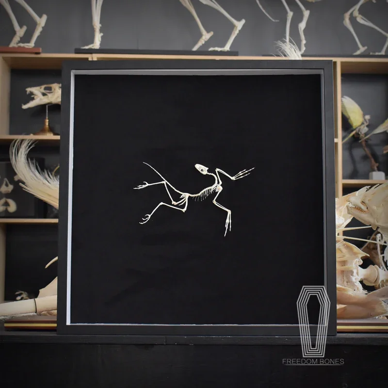 2120 아키포터릭스 화석 예술 벽 장식 뼈 복제품 레 - Fossil Replica Display 리뷰 및 가격