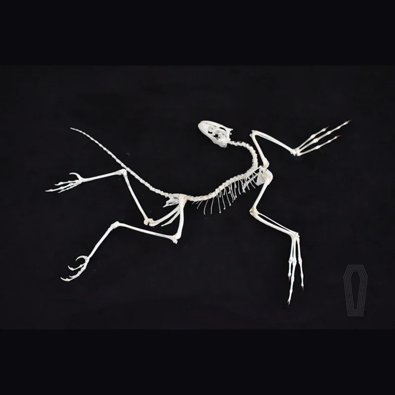 2120 아키포터릭스 화석 예술 벽 장식 뼈 복제품 레 - Fossil Replica Display 리뷰 및 가격